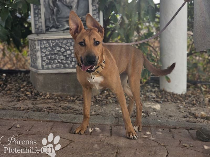 Grazia ist ein sportliches, intelligentes Malinois Mischlings Mädel
