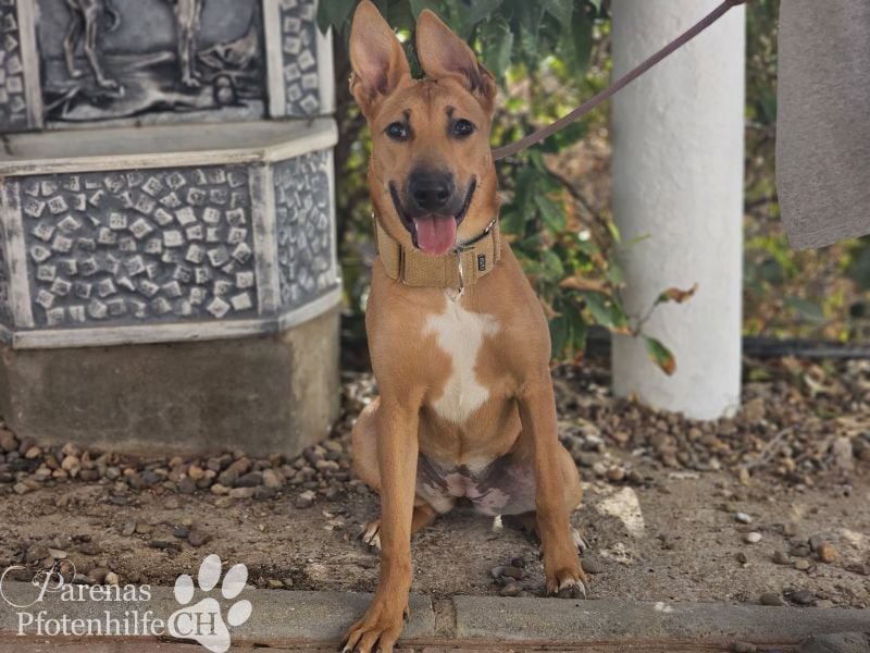 Grazia ist ein sportliches, intelligentes Malinois Mischlings Mädel