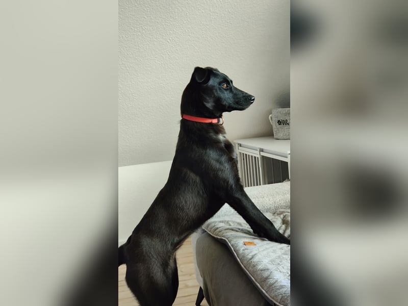 Malinois-Labrador-Mix sucht erfahrenes Zuhause: sensibler Junghund mit Potenzial!