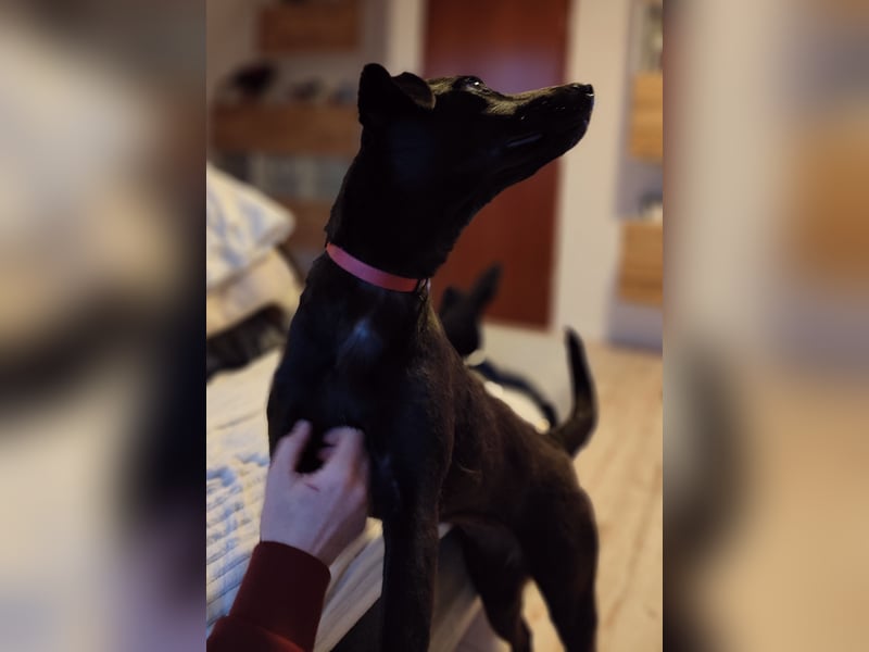 Malinois-Labrador-Mix sucht erfahrenes Zuhause: sensibler Junghund mit Potenzial!