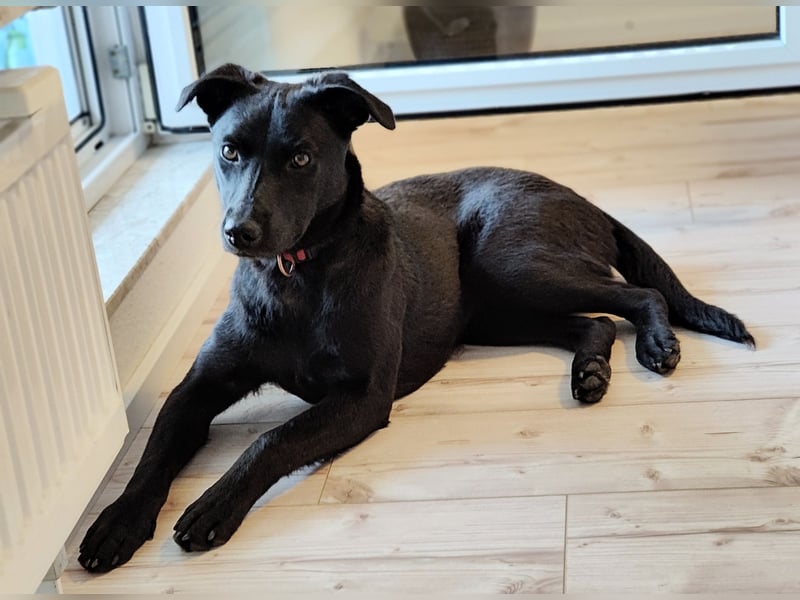 Malinois-Labrador-Mix sucht erfahrenes Zuhause: sensibler Junghund mit Potenzial!