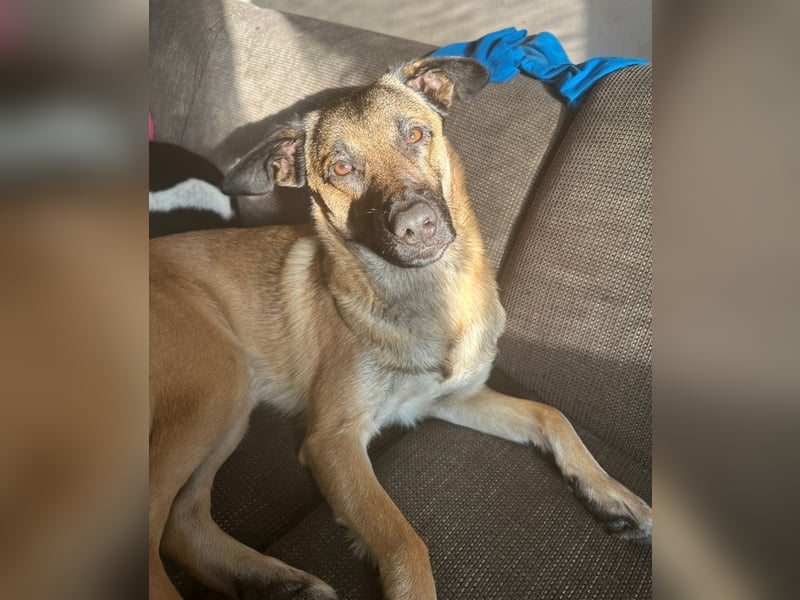 Odin sucht ein liebevolles und erfahrenes Zuhause