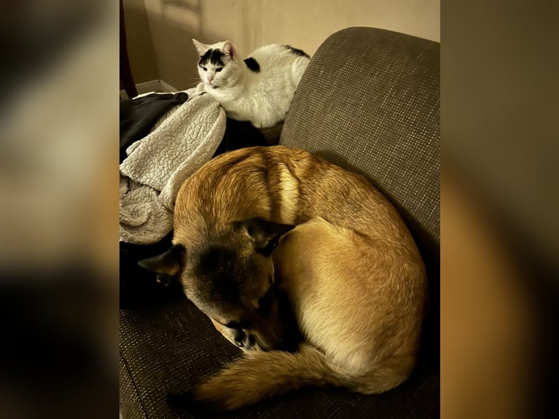 Odin sucht ein liebevolles und erfahrenes Zuhause