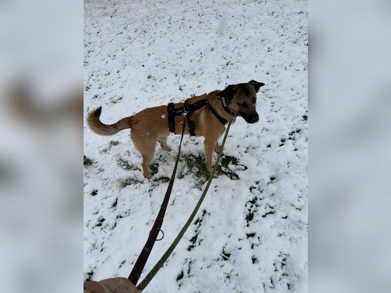 Odin sucht ein liebevolles und erfahrenes Zuhause