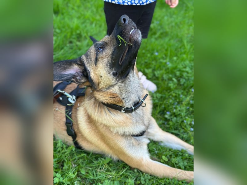 Odin sucht ein liebevolles und erfahrenes Zuhause