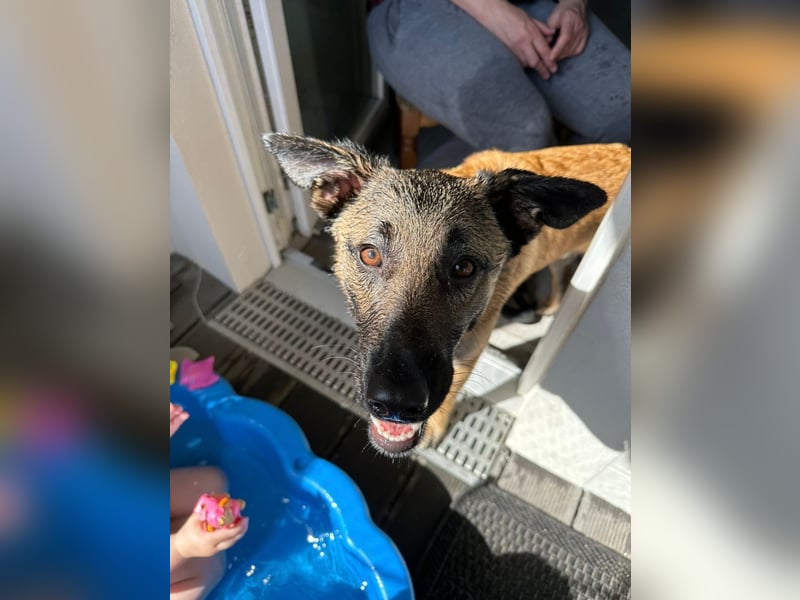 Odin sucht ein liebevolles und erfahrenes Zuhause