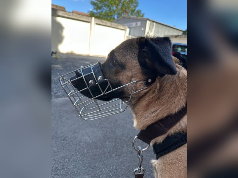 Odin sucht ein liebevolles und erfahrenes Zuhause