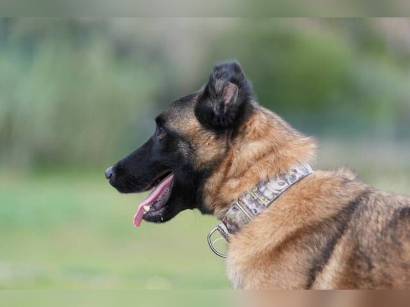 Hudson (Spanien) - unser Kein-Ohr-Malli