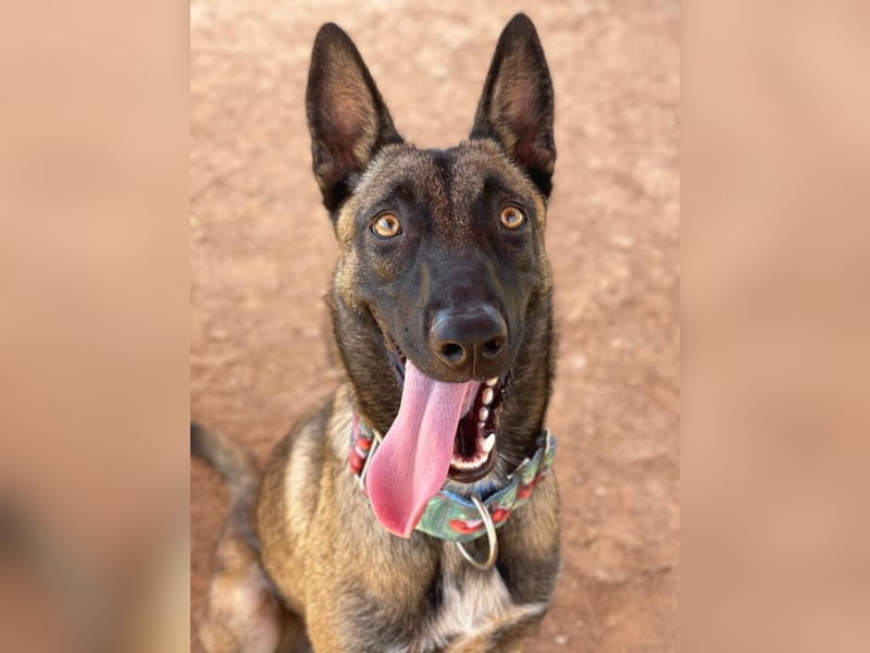 Nike (Spanien) – ein weiches Malinois Mädchen