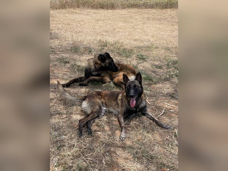 Malibu (Spanien) - ein sehr lieber und sanfter Rüde