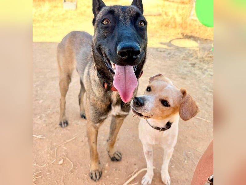 Nike (Spanien) – ein weiches Malinois Mädchen