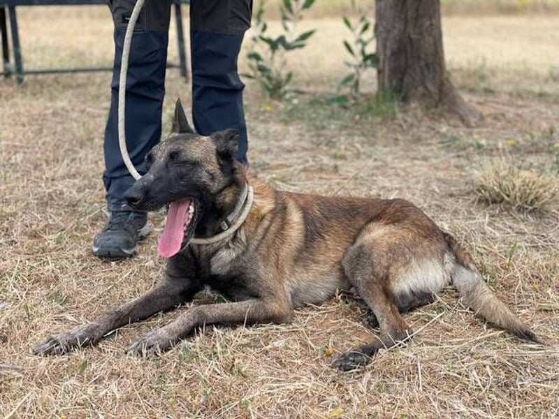 Malibu (Spanien) - ein sehr lieber und sanfter Rüde