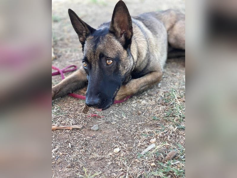 Nike (Spanien) – ein weiches Malinois Mädchen