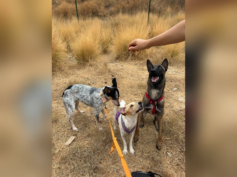 Nike (Spanien) – ein weiches Malinois Mädchen