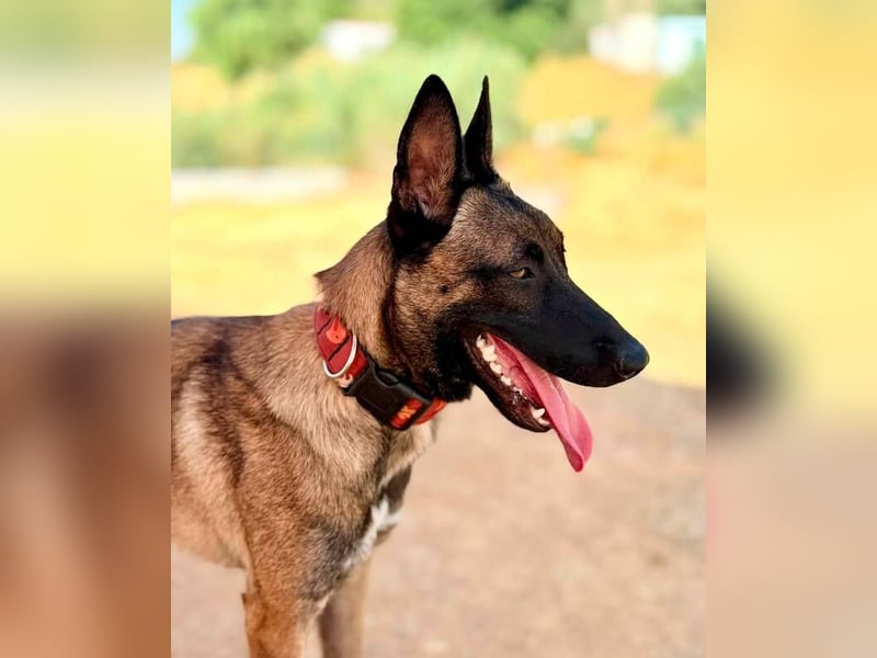 Nike (Spanien) – ein weiches Malinois Mädchen