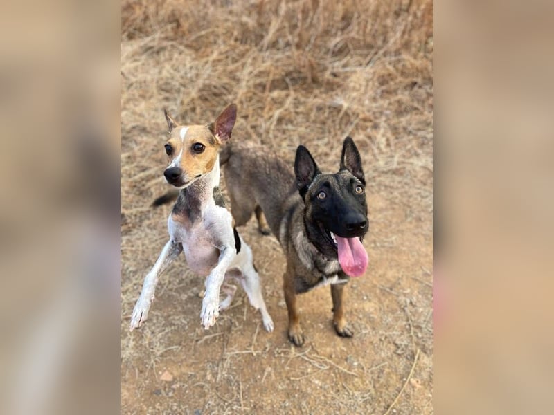 Nike (Spanien) – ein weiches Malinois Mädchen