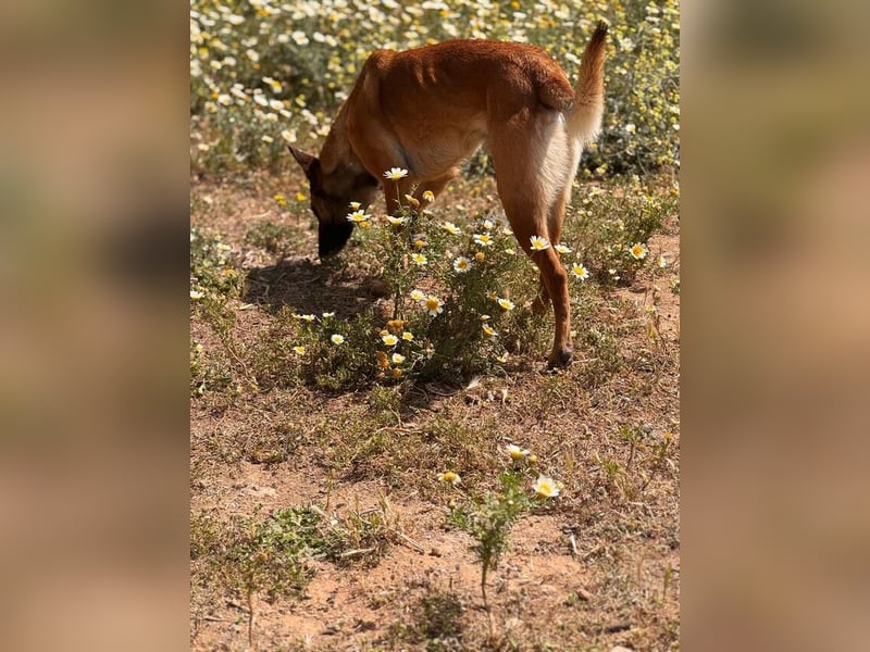 Max (Spanien) – vom unsicheren Jungen zum mutigen Malinois