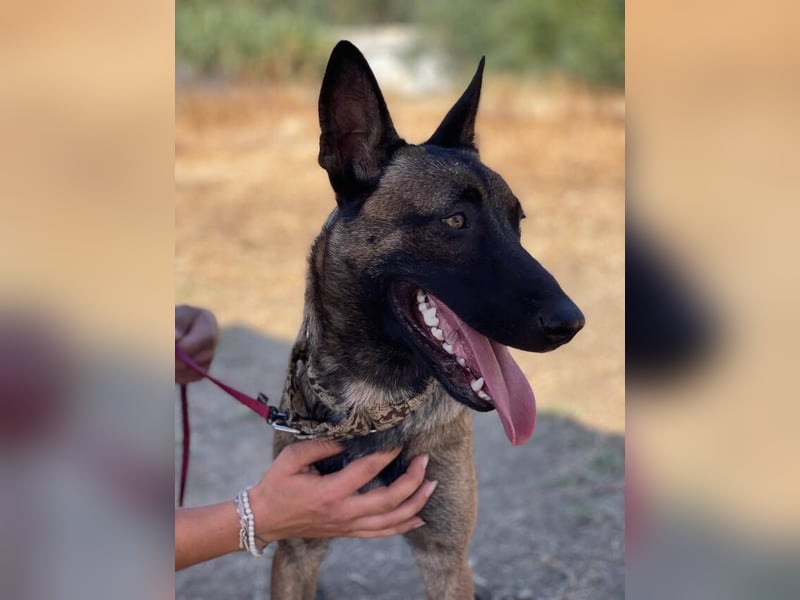 Nike (Spanien) – ein weiches Malinois Mädchen