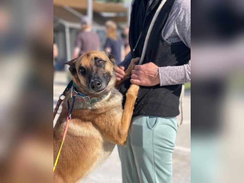 Max (Spanien) – vom unsicheren Jungen zum mutigen Malinois