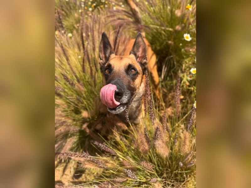 Max (Spanien) – vom unsicheren Jungen zum mutigen Malinois