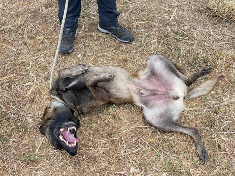 Conde (Spanien)  – sanfte Seele wartet darauf, endlich gesehen zu werden