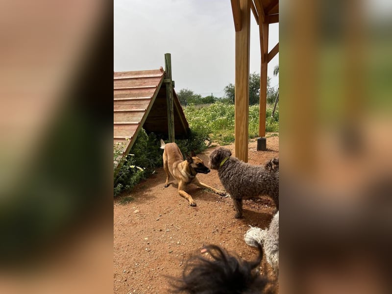 Max (Spanien) – vom unsicheren Jungen zum mutigen Malinois