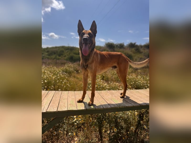 Max (Spanien) – vom unsicheren Jungen zum mutigen Malinois
