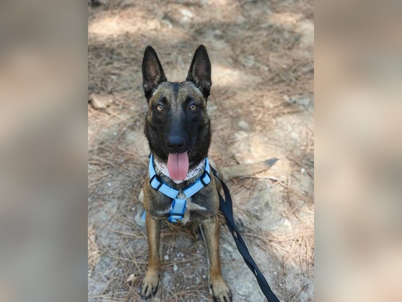Nike (Spanien) – ein weiches Malinois Mädchen