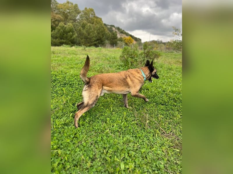 Conde (Spanien)  – sanfte Seele wartet darauf, endlich gesehen zu werden
