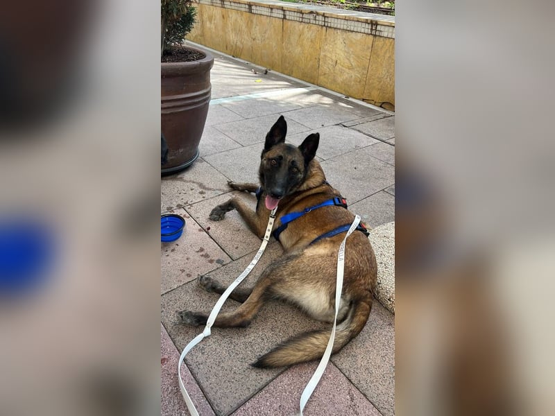 Conde (Spanien)  – sanfte Seele wartet darauf, endlich gesehen zu werden