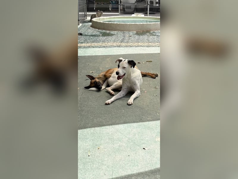 Max (Spanien) – vom unsicheren Jungen zum mutigen Malinois