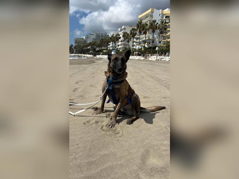 Conde (Spanien)  – sanfte Seele wartet darauf, endlich gesehen zu werden