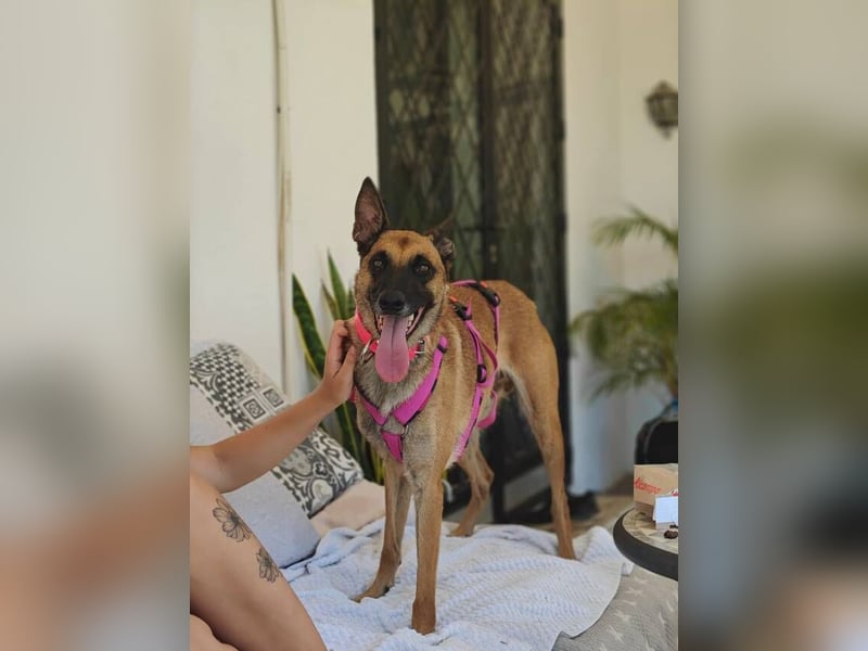 Max (Spanien) – vom unsicheren Jungen zum mutigen Malinois