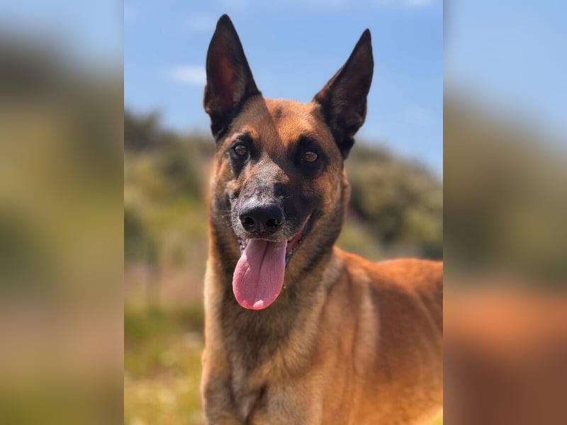 Max (Spanien) – vom unsicheren Jungen zum mutigen Malinois