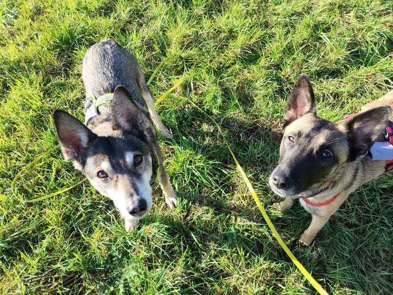 Malinois-Mischling Mila wartet in der Nähe von Goslar