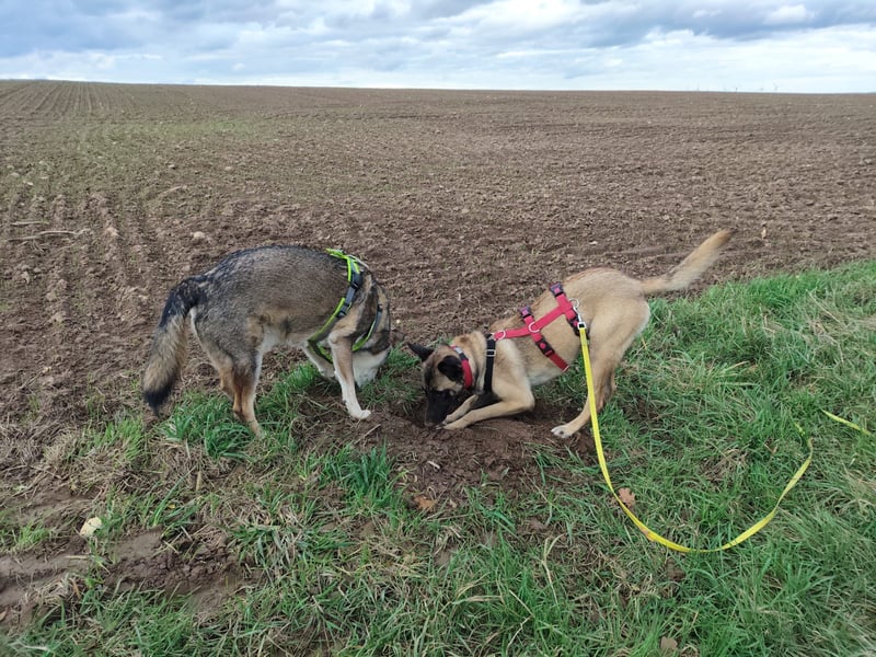 Malinois-Mischling Mila wartet in der Nähe von Goslar