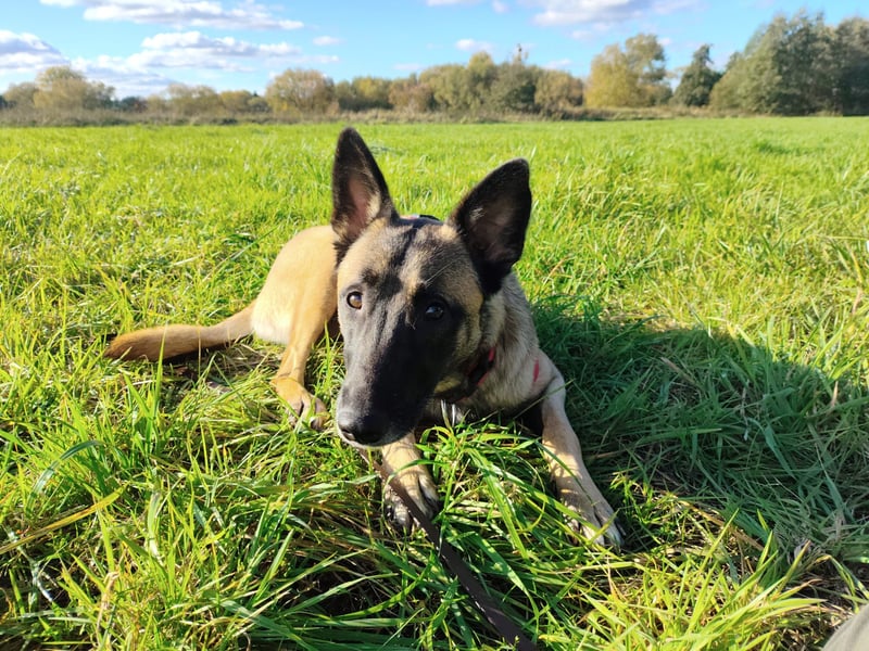 Malinois-Mischling Mila wartet in der Nähe von Goslar