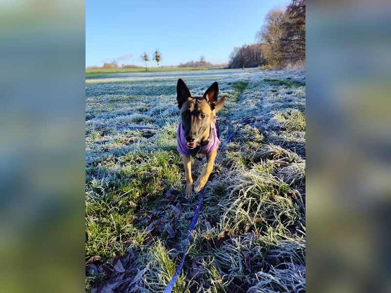 Malinois-Mischling Mila wartet in der Nähe von Goslar