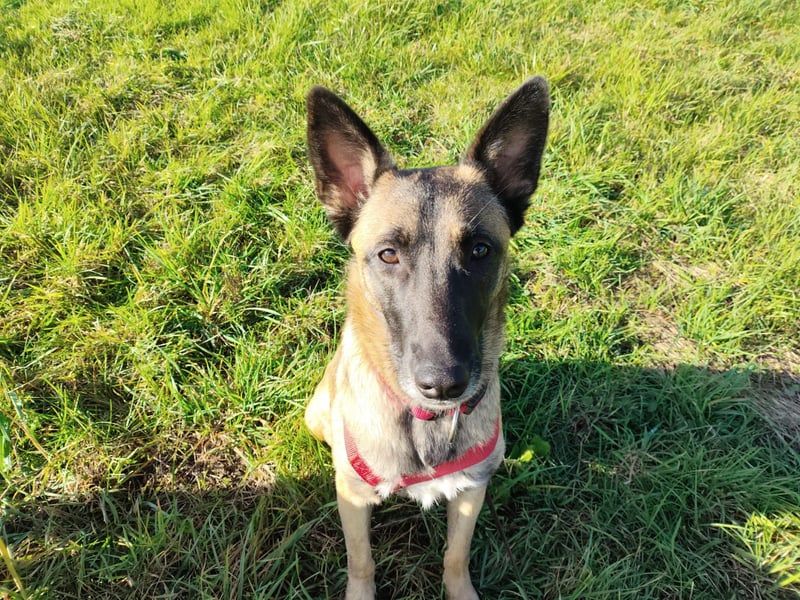 Malinois-Mischling Mila wartet in der Nähe von Goslar