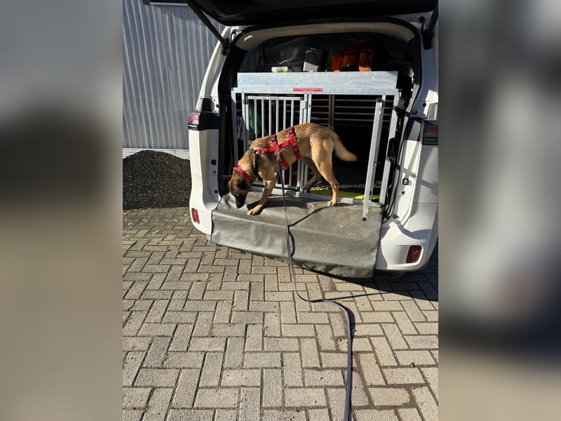 Malinois-Mischling Mila wartet in der Nähe von Goslar