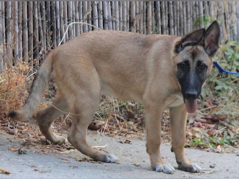 Cora sucht eine aktive Familie