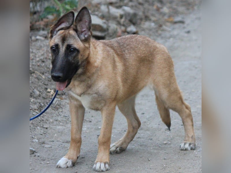 Cora sucht eine aktive Familie