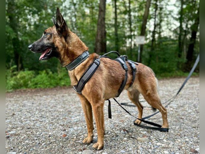 Malinois-Mix ROCKY wartet in 07806 Weira