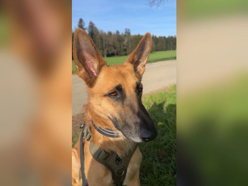 Malinois Mischling Tommy wartet in Heilbronn