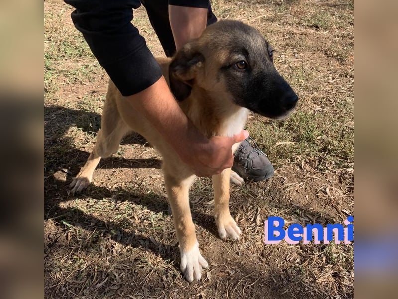 Benni - sportlich und verspielt; Pflegestelle gesucht