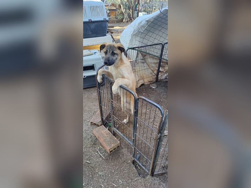 Benni, 07/23 – schlauer Bub ist neugierig auf die Welt