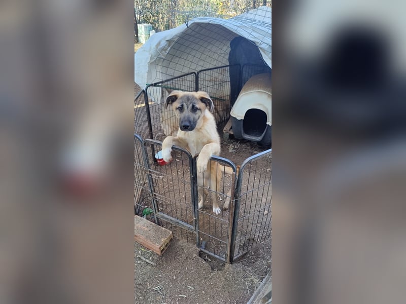 Benni, 07/23 – schlauer Bub ist neugierig auf die Welt