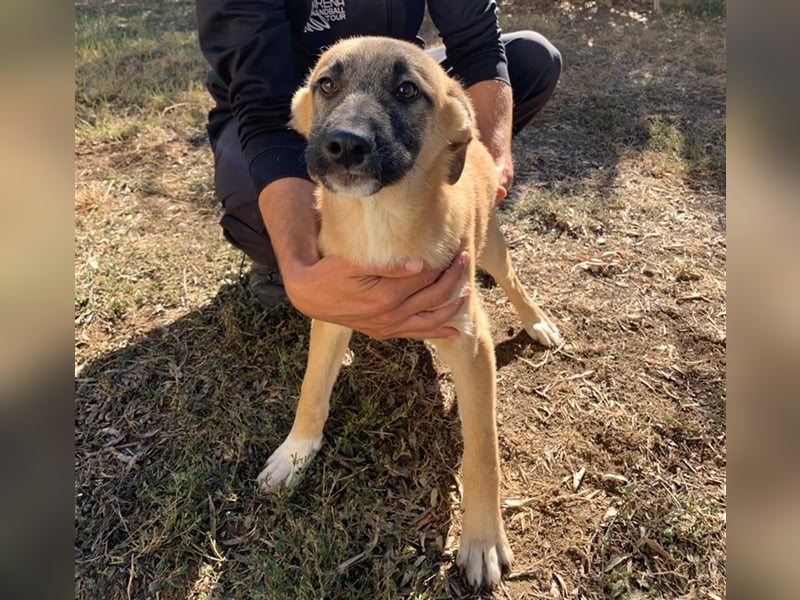 Benni, 07/23 – schlauer Bub ist neugierig auf die Welt