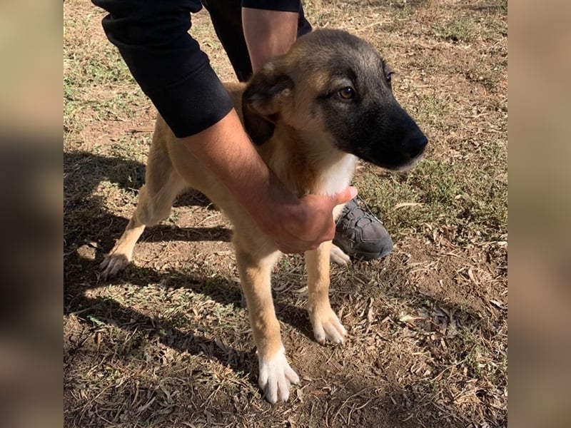 Benni, 07/23 – schlauer Bub ist neugierig auf die Welt