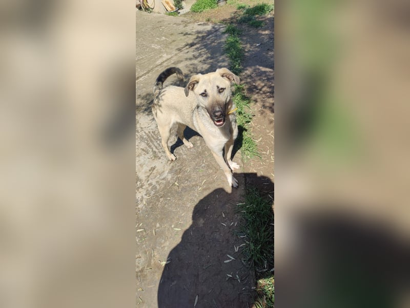 Pflegestelle gesucht: Benji - sportlich und verspielt